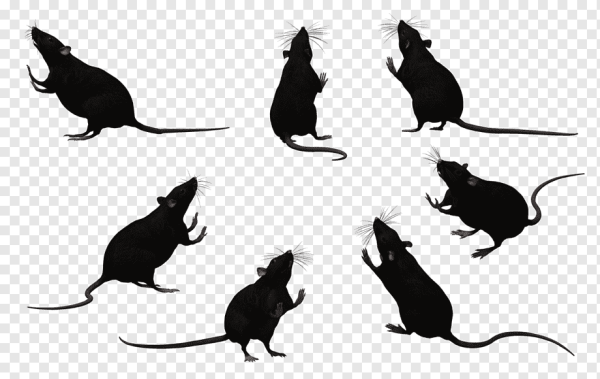 Очертание крысы