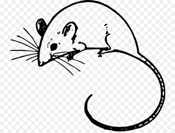 Крыса раскраска