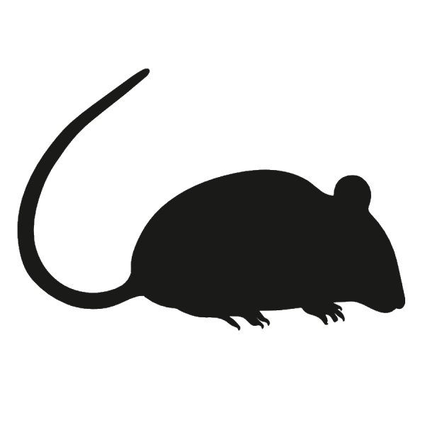 Очертания мыши