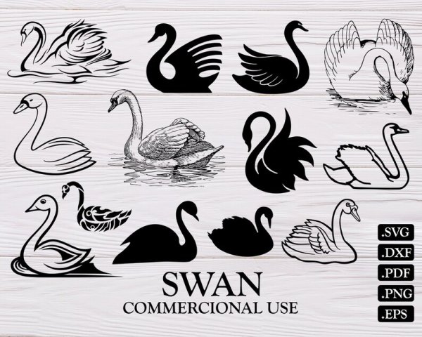 Черный лебедь вектор