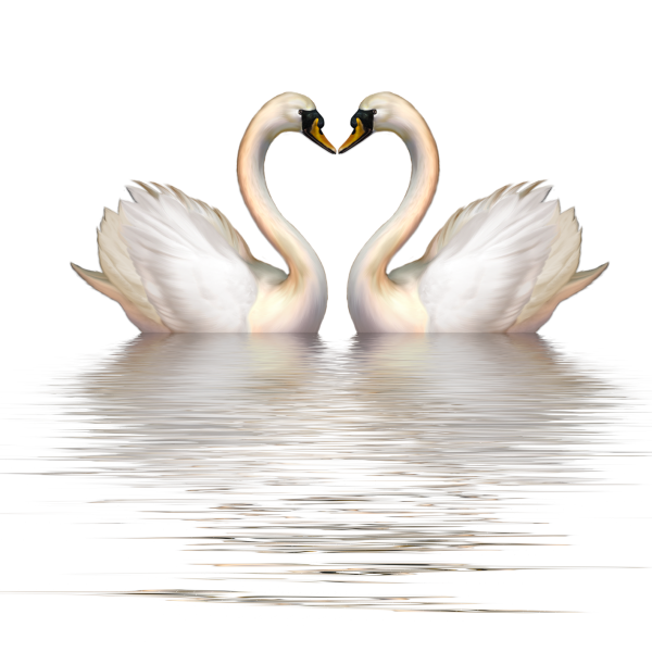 Лебедь на белом фоне