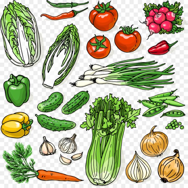 Векторные изображения овощей