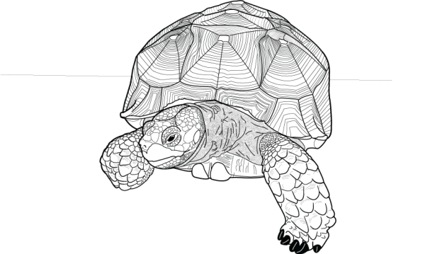 Черепаха черно белая