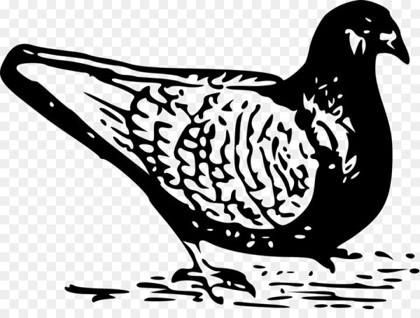Голубь Векторная Графика