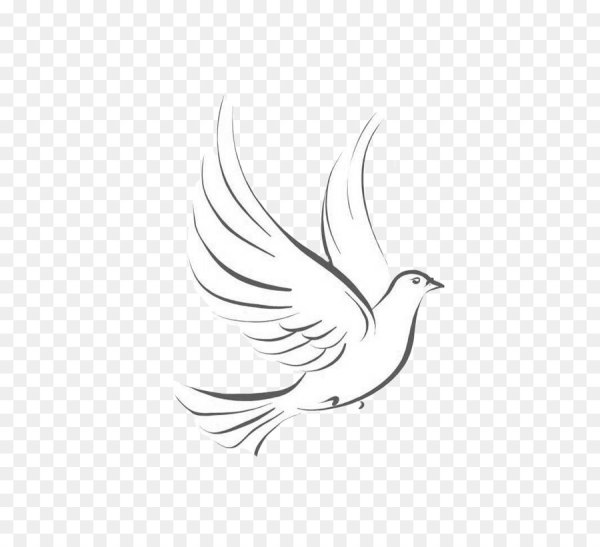 Белый голубь на прозрачном фоне