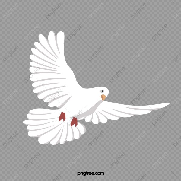 Белый голубь вектор