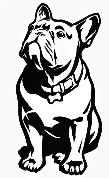 Собака французский бульдог