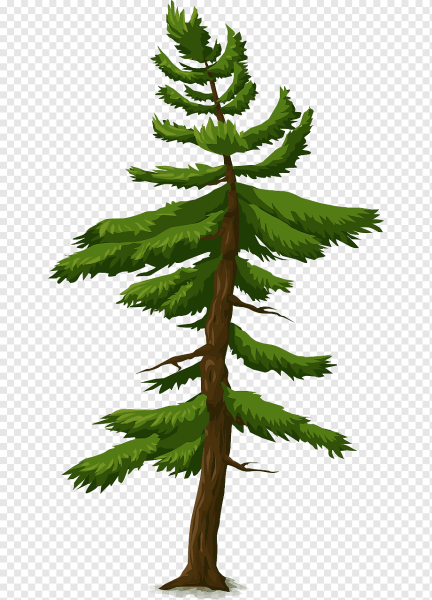 Сосна мультяшная