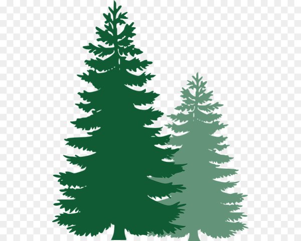 Очертания деревьев ель