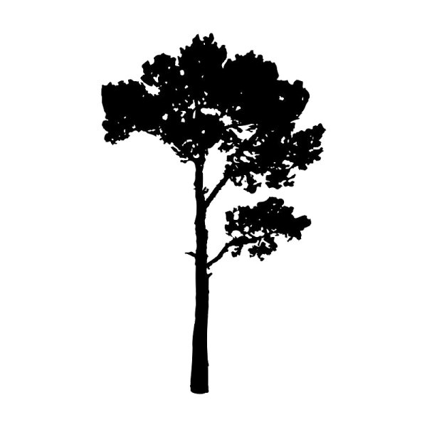 Кедр силуэт