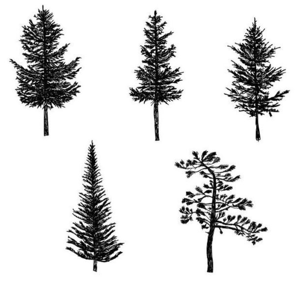 Силуэты хвойных деревьев