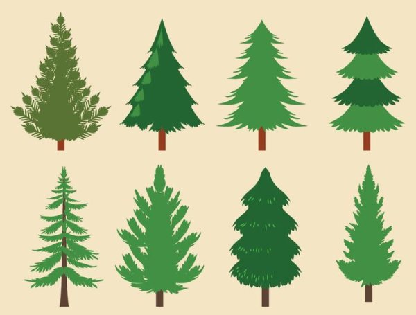 Японская сосна вектор