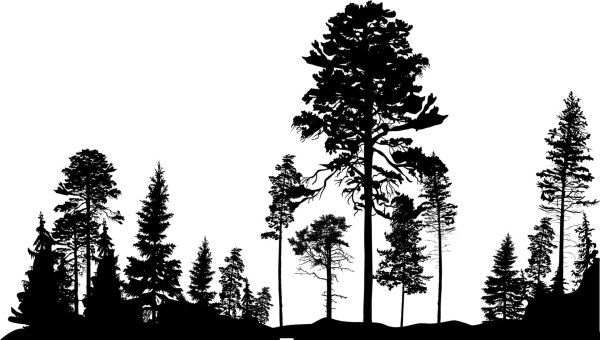 Силуэты хвойных деревьев
