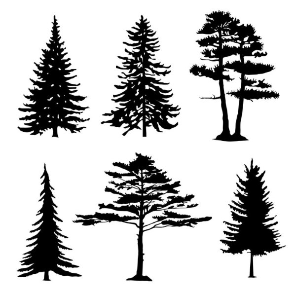 Силуэт сосны на открытой местности