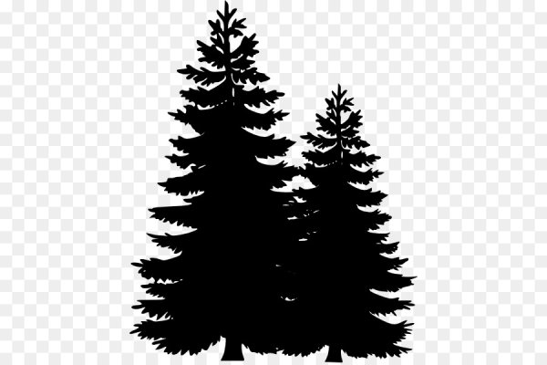 Силуэт сосны