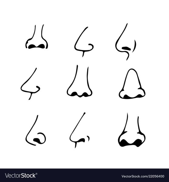 Очертания носа