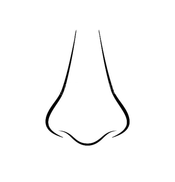 Очертания носа