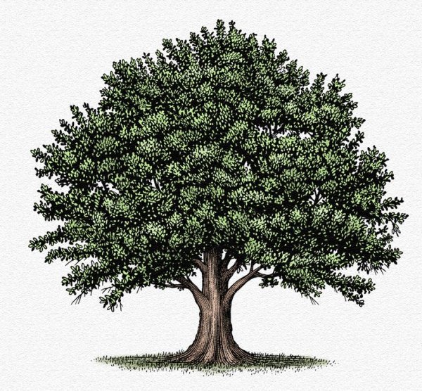 Дерево рисунок
