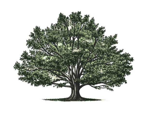 Генеалогическое Древо дуб