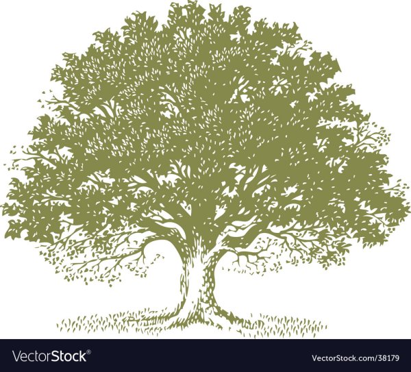 Раскидистое дерево вектор