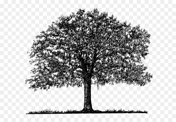Силуэт дерева дуб