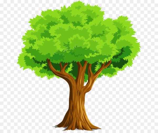 Красивое Дубовое дерево вектор