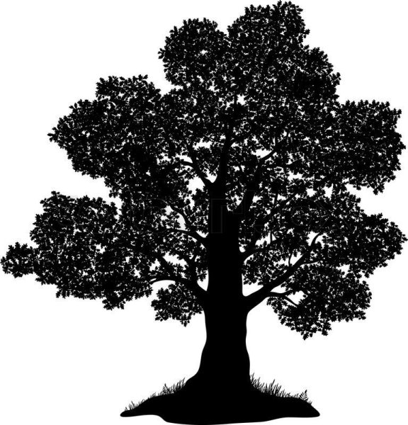 Дерево контур