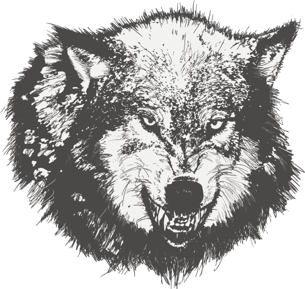 Волчий оскал на белом фоне