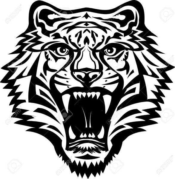 Тигр рычит вектор