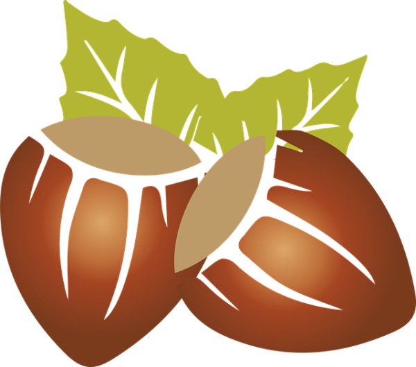 Орехи вектор