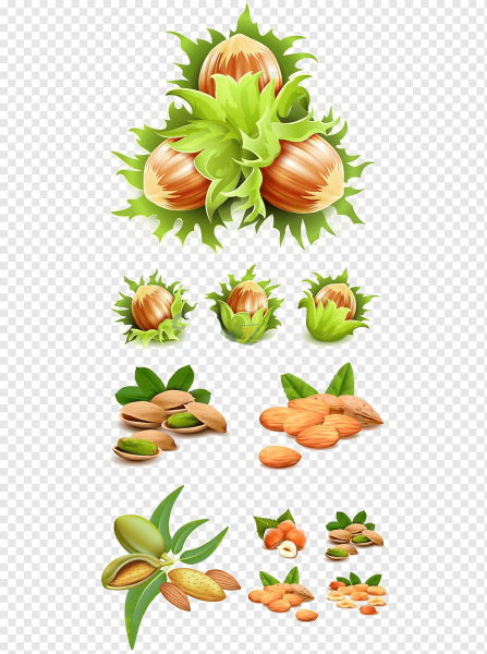 Лесной орех вектор