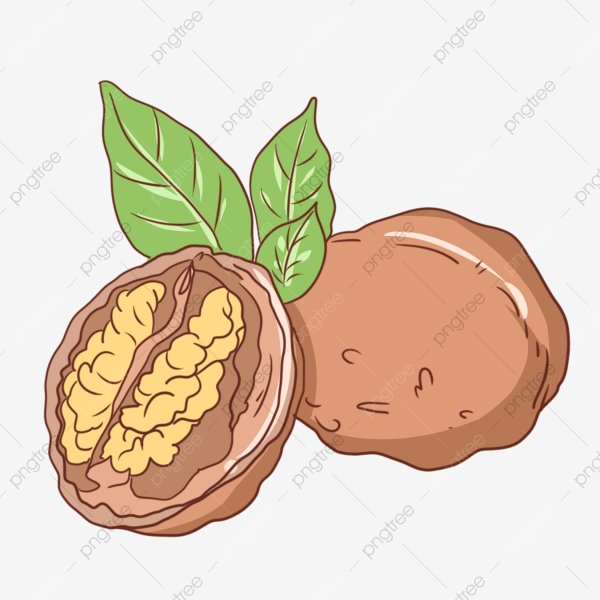 Грецкий орех вектор