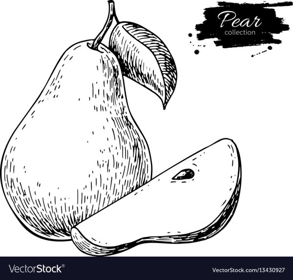 Груша в разрезе вектор чб