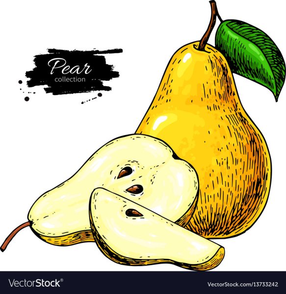 Груша эскиз