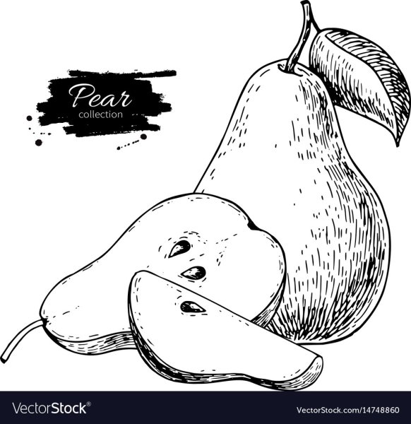 Груша рисунок вектор