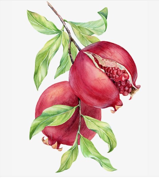 Ботаническая иллюстрация акварель гранат