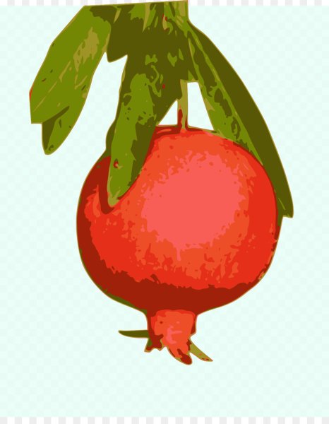 Гранат фрукт вектор
