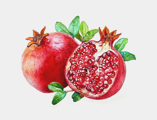 Гранат акварелью
