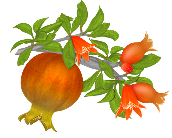 Гранат картинка для детей