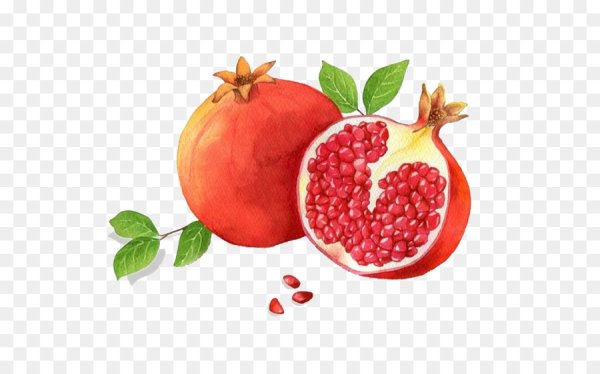 Гранат в Adobe Illustrator