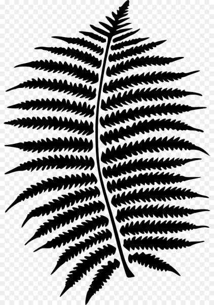 Лист папоротника вектор