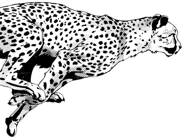 Зарисовки гепарда