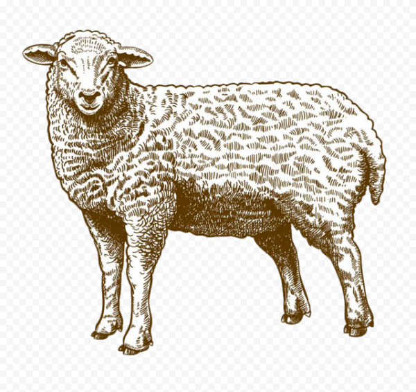 Овца эскиз