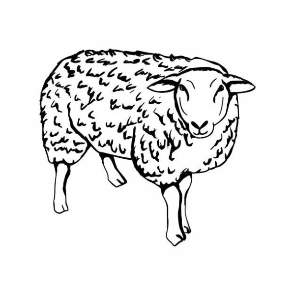 Векторное изображение овцы
