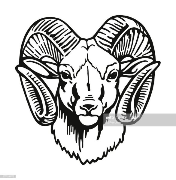 Голова барана вектор