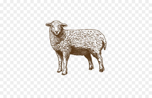 Овца Графика