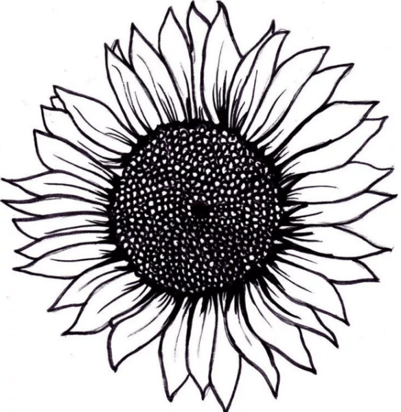 Подсолнух набросок
