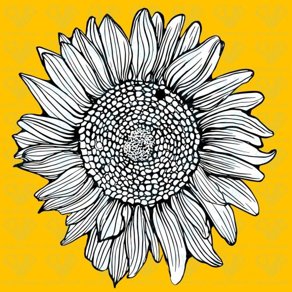 Подсолнух вектор чб