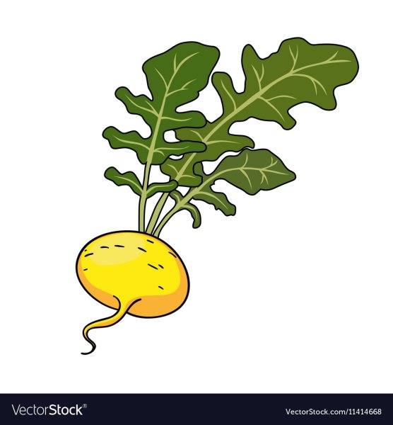 Репа вектор