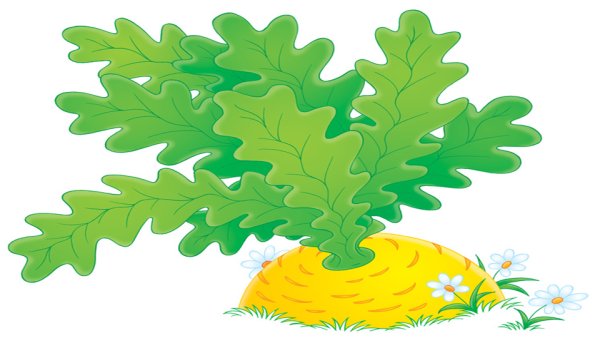 Листья Репки